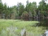 Dam in wetland northeast of lower Ripley Pond